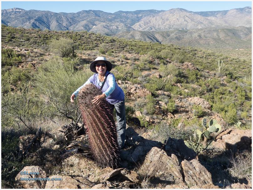 Compass Barrel Cactus