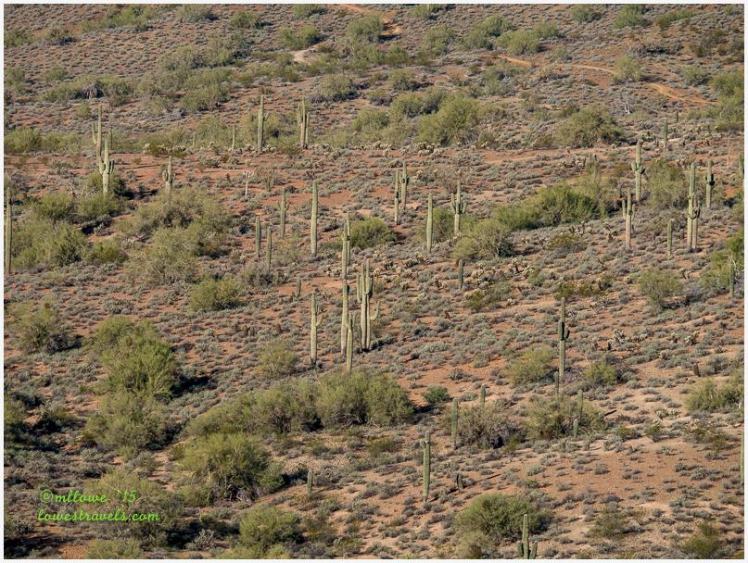 Desert Sonoran Preserve