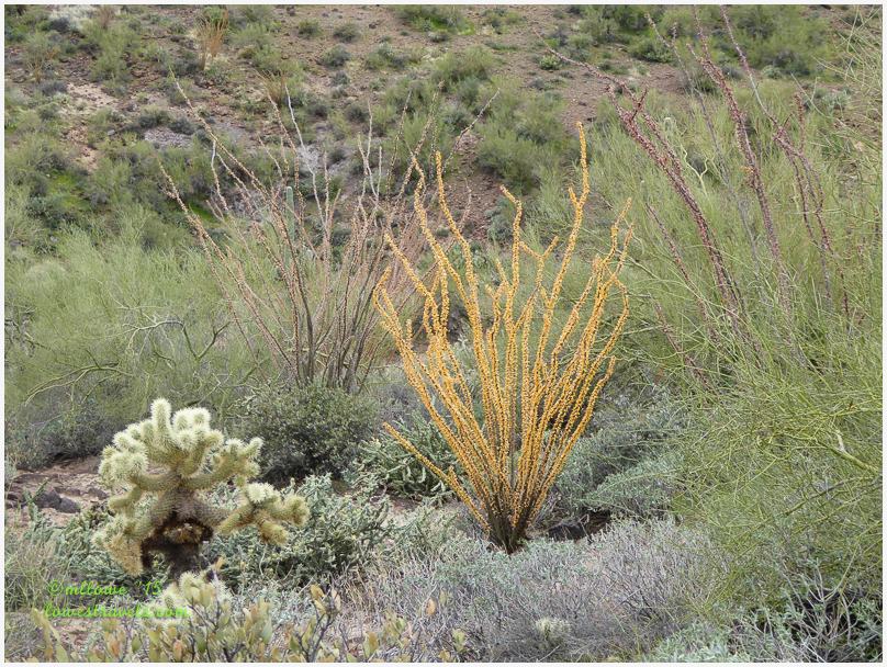 Ocotillo