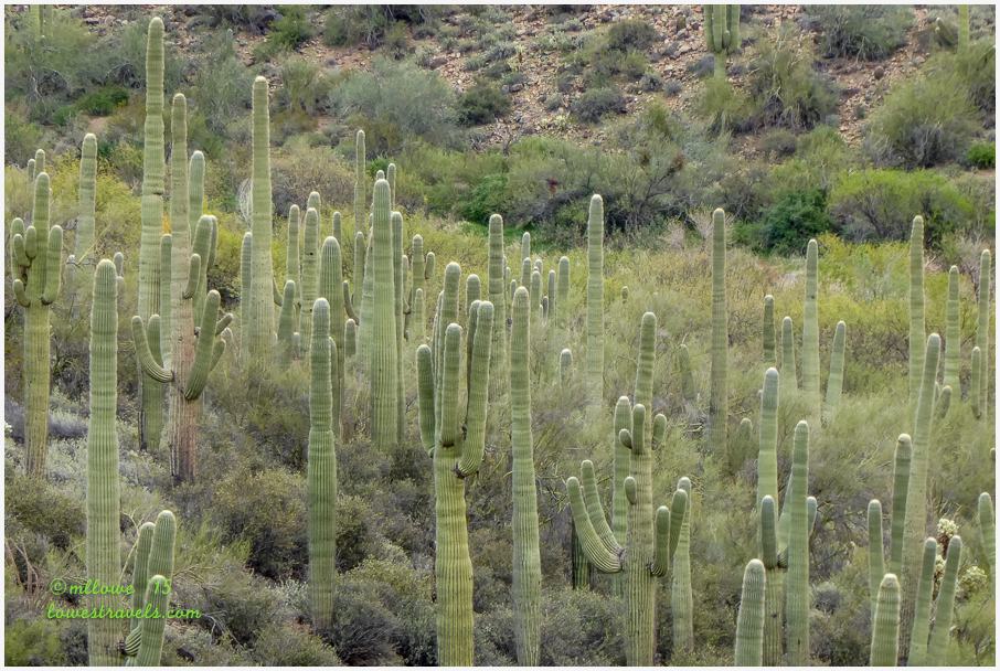 Saguaro Forest