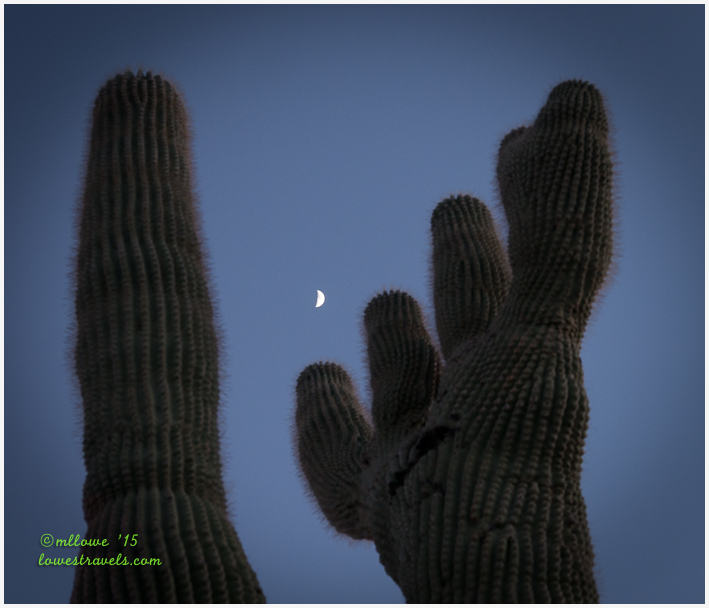 Crested Saguaro
