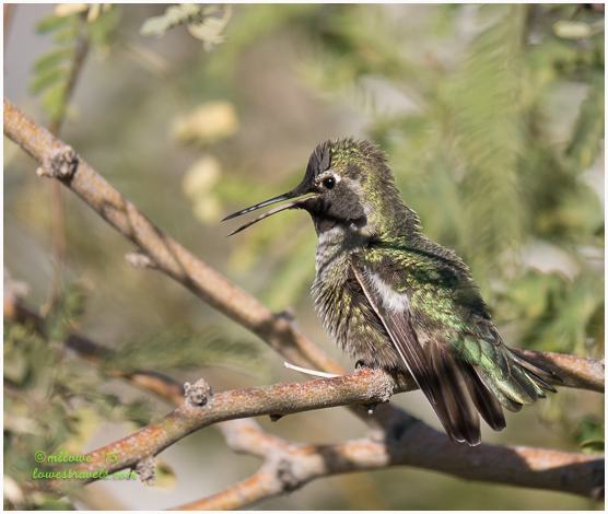 Humming bird