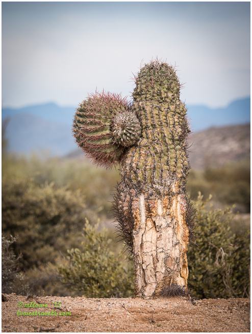 Barrel Cactus