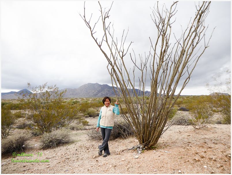 Ocotillo