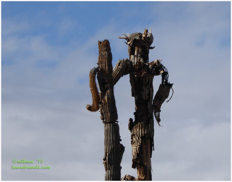 Dead Saguaro