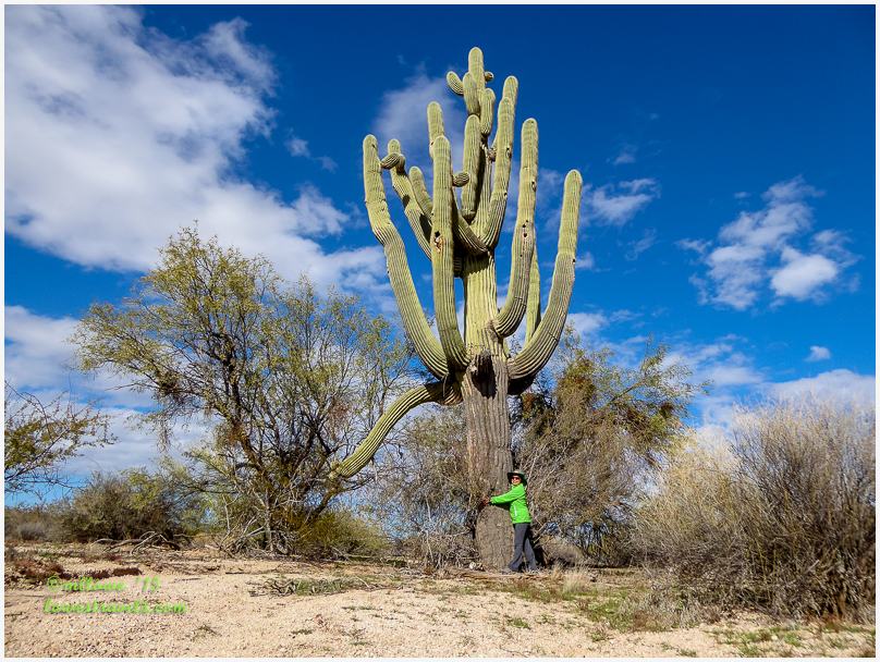 Saguaro