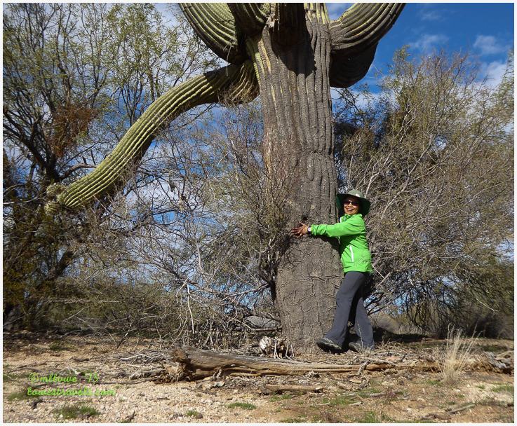Saguaro