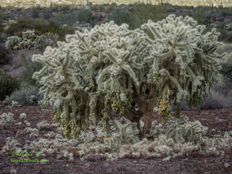 Jumping Cholla