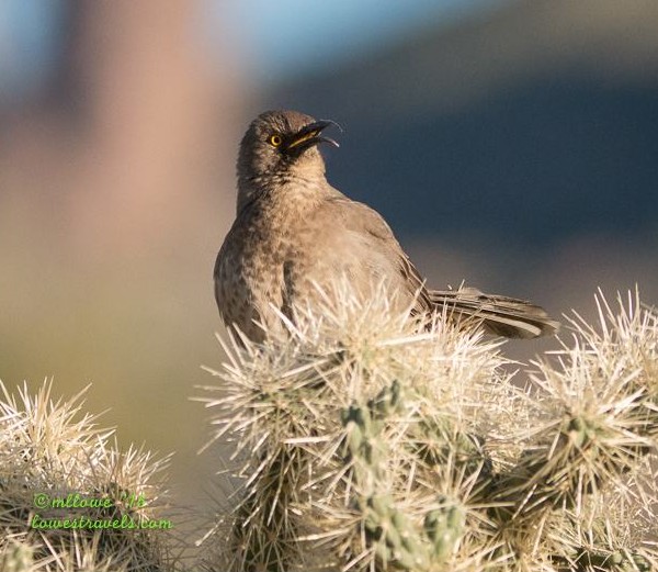 Curved- bill Thrasher