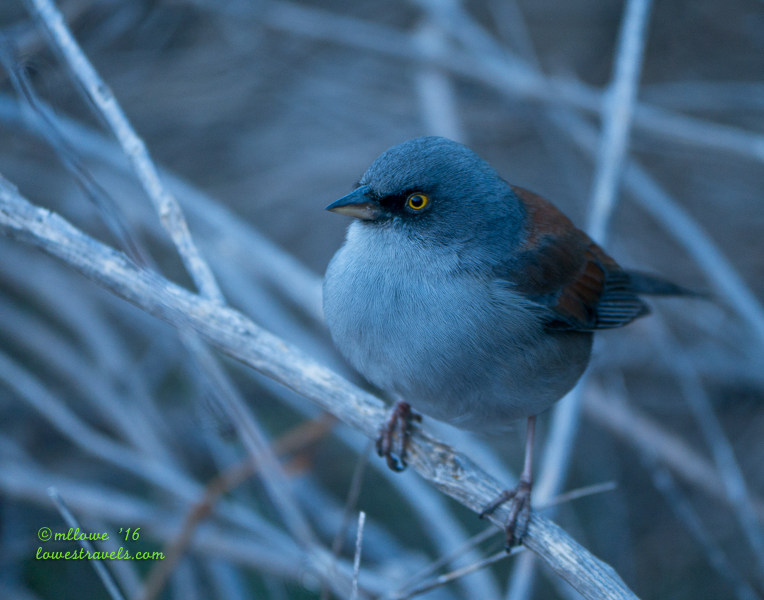 Yellow-eyed Junco
