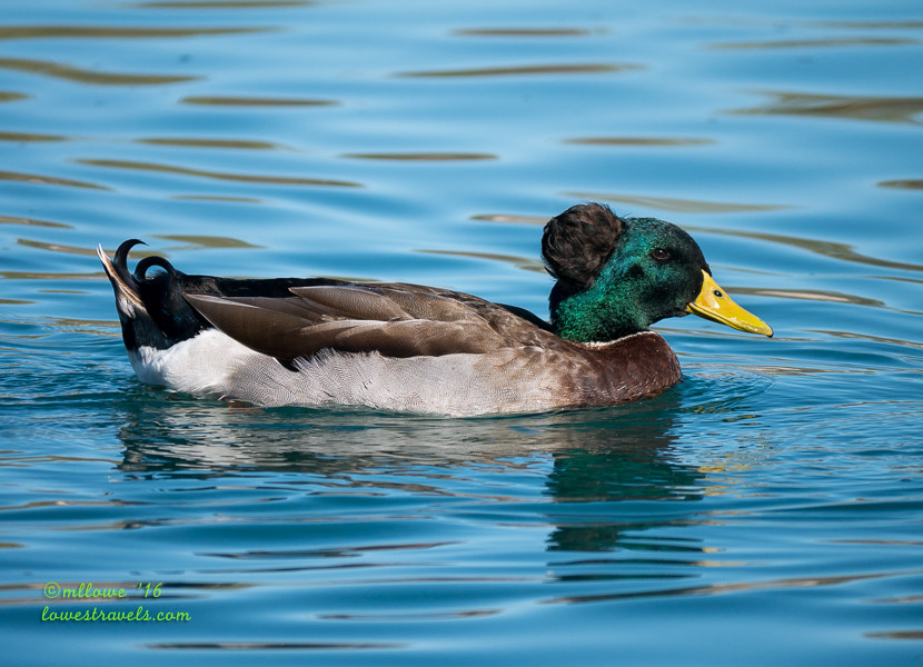 Crested Duck