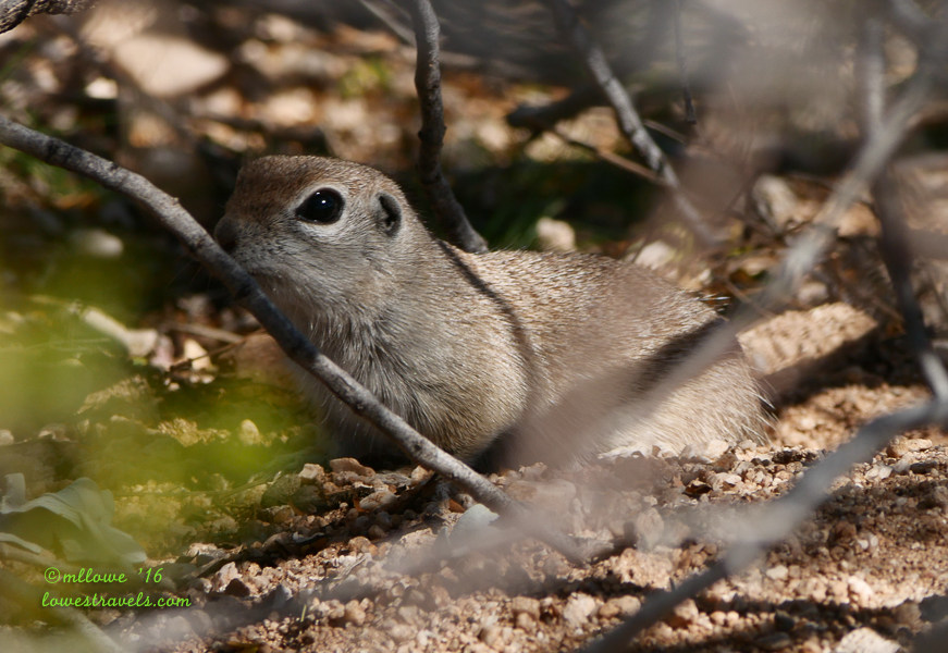 Round -tailed Squirel