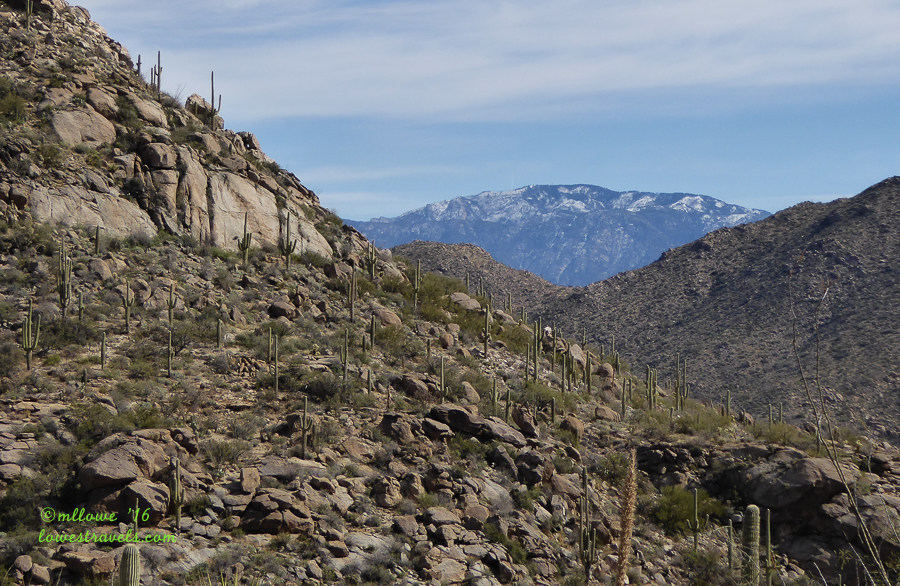 Wild Mustang Trail