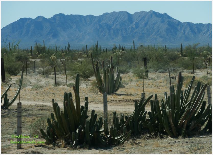 Sonoran Desert, Sonoyta Mexico