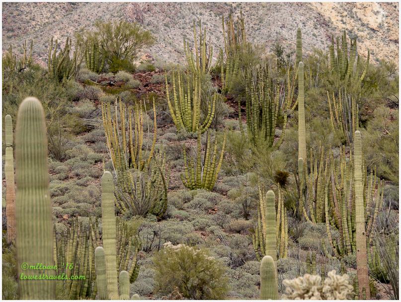 Organ Pipe Cactus National Monument – Ajo, Arizona