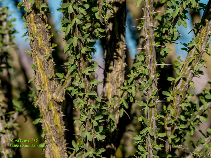 Ocotillo leaves