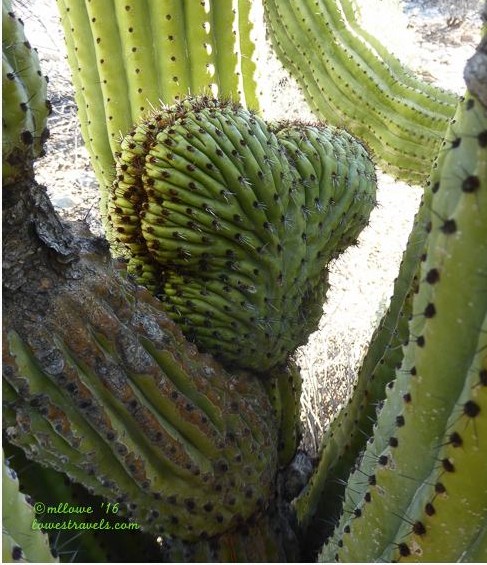 Crested Organ Pipe Cactus
