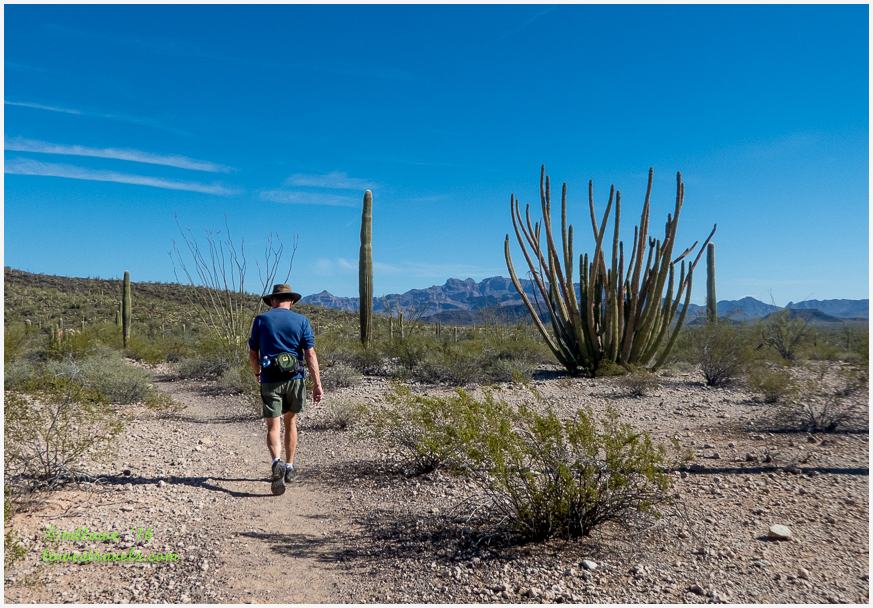 Organ Pipe Cactus