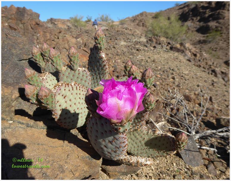 Beavertail Cactus