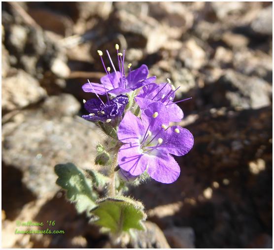 Notch-Leaf Phacelia