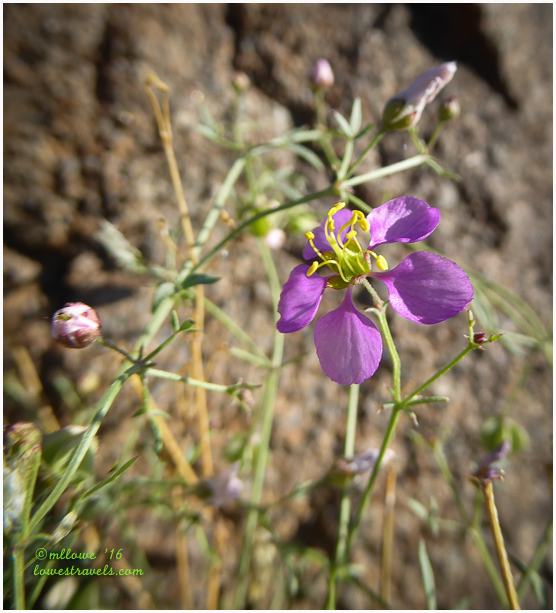 2016-02-25-AZ-1400442