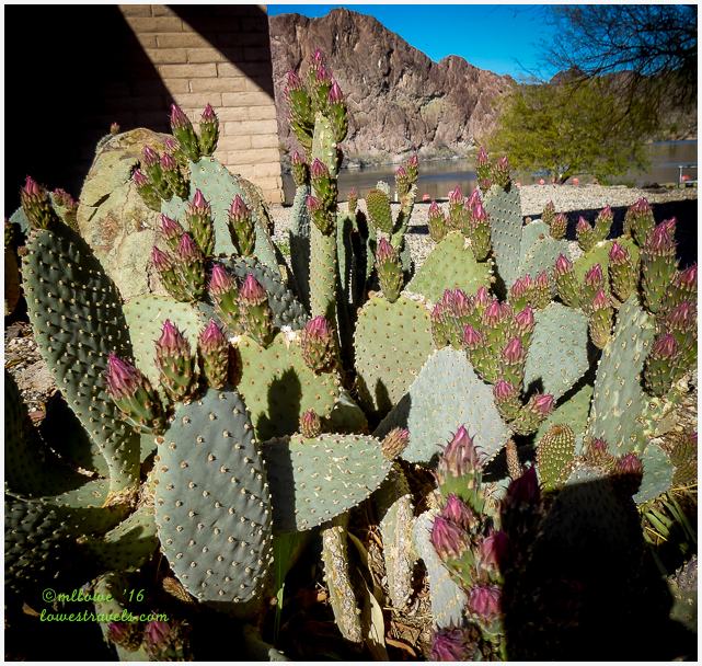 Beavertail Cactus