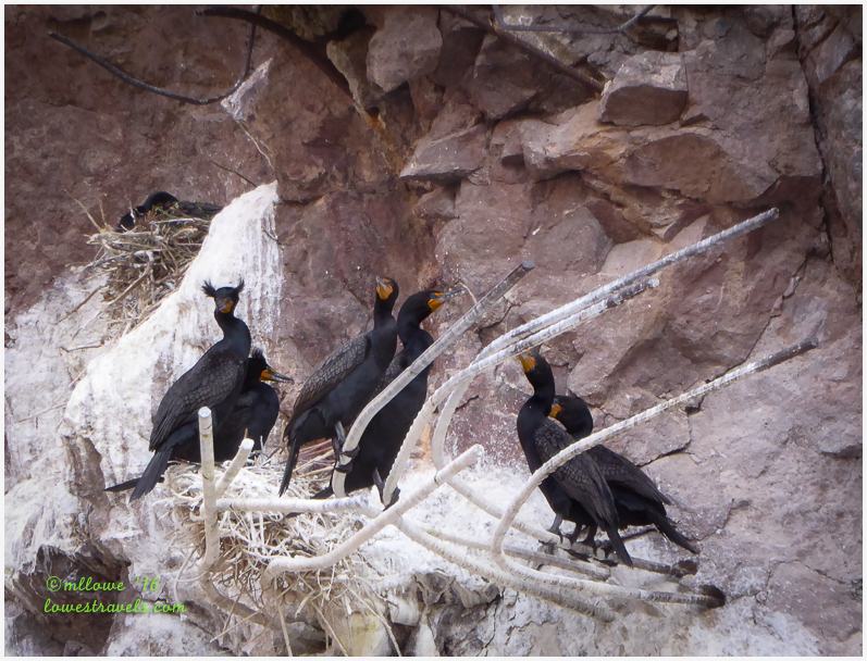 Double Crested Cormorants