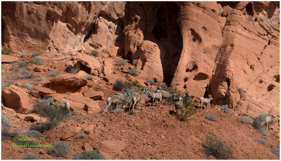 Desert Big Horn Sheep