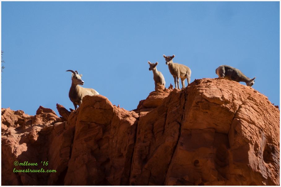 Big horn sheep