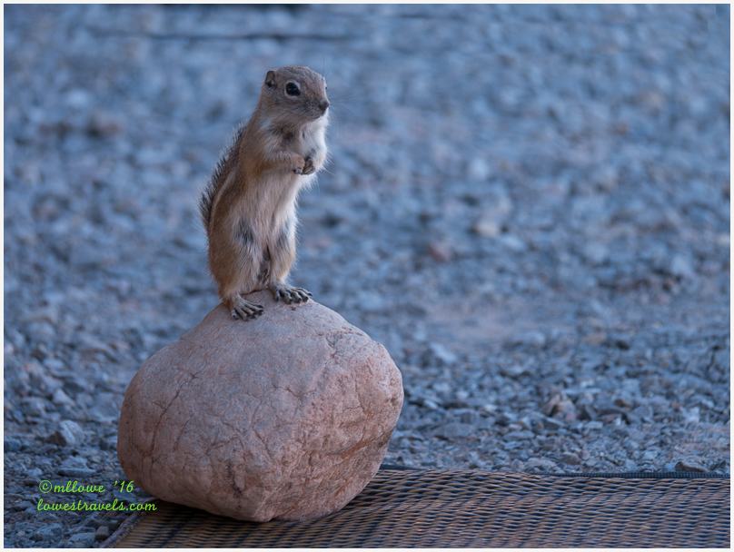  white-tailed antelope squirrel