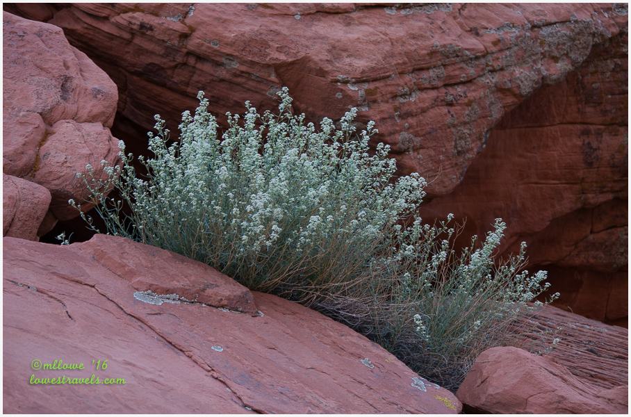 Desert Almond