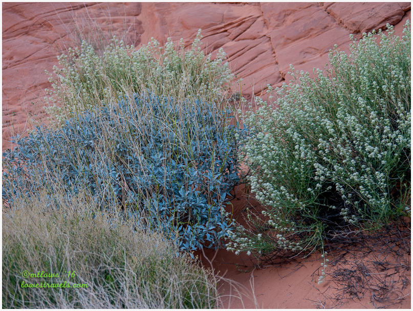 Desert shrub, Valley of Fire