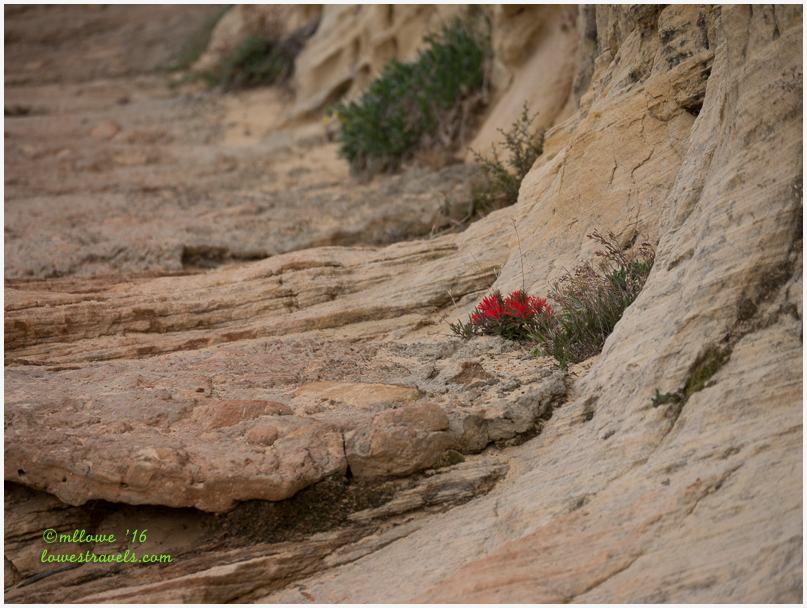 Crimson Paintbrush