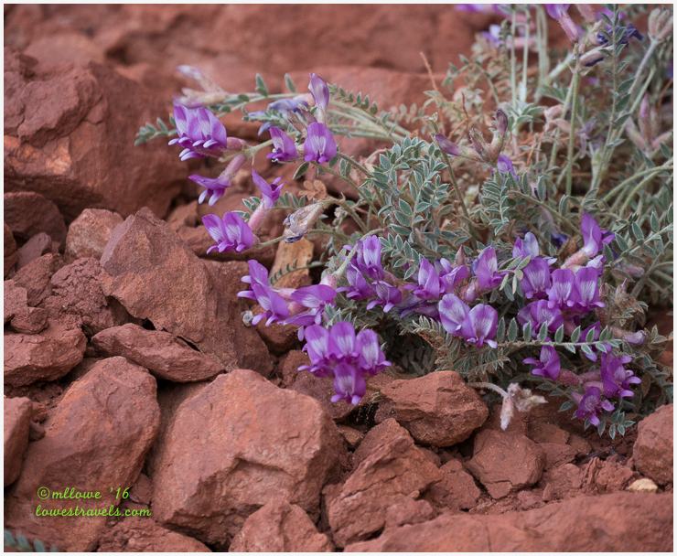 Purple Penstemon