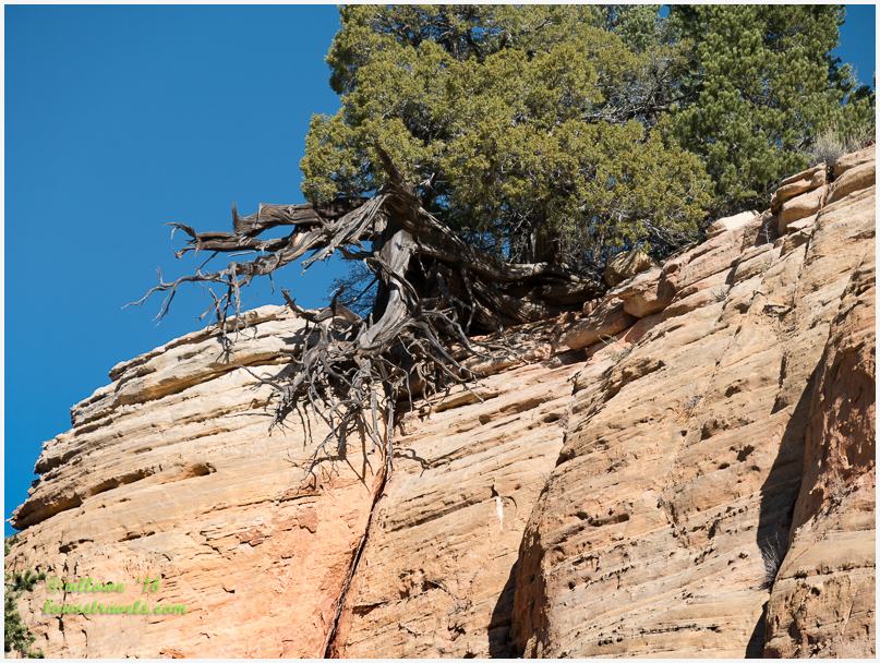 Utah Juniper