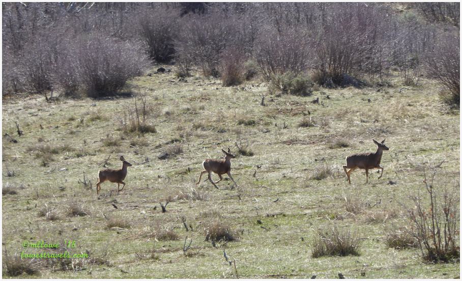 Mule deer