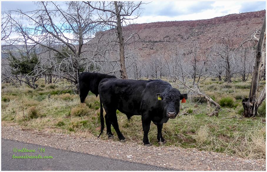 Cows at Kolob Terrace Road