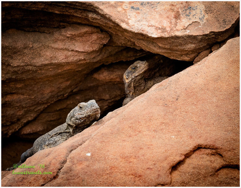 Chuckwalla