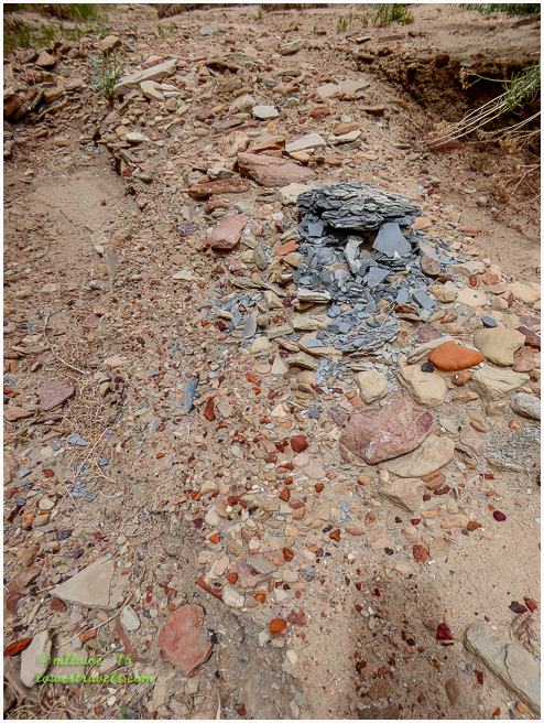 We saw several colorful patches like this along the trail