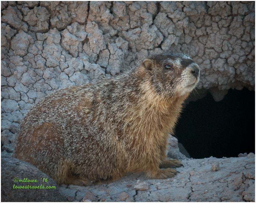 Yellow bellied Marmot