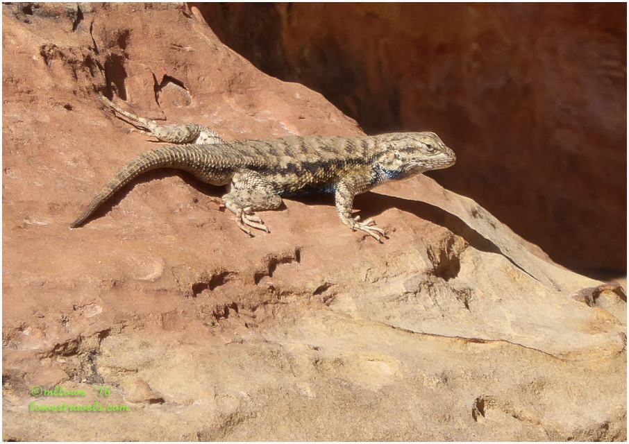 Side-blotched lizard