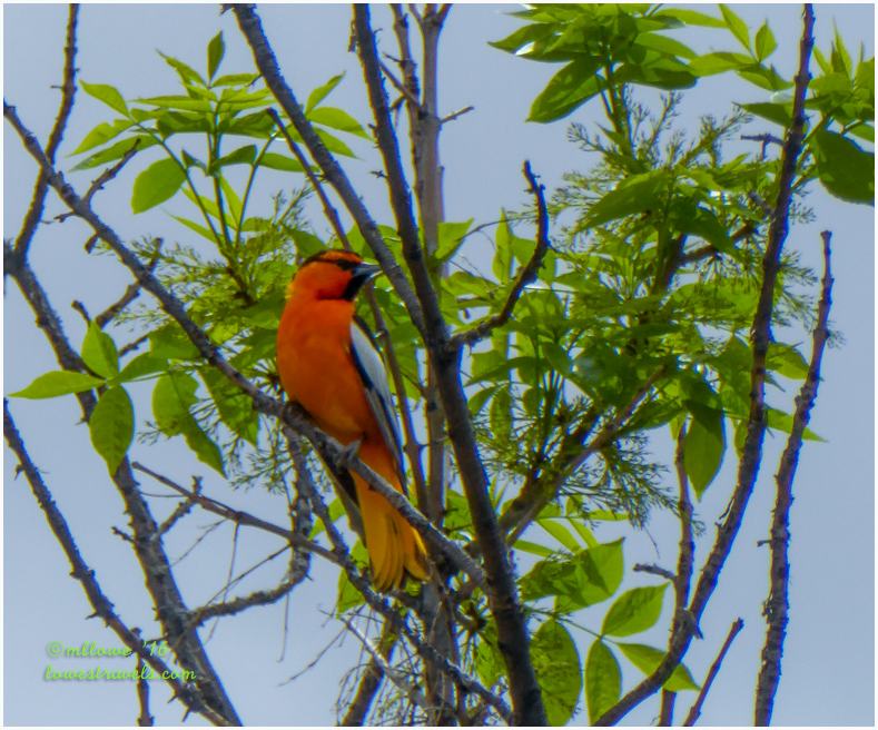 The red orange plumage of Bullocks Oriole caught Steve's attention.