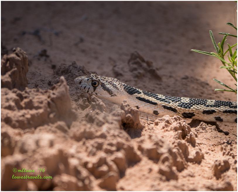 Gopher Snake
