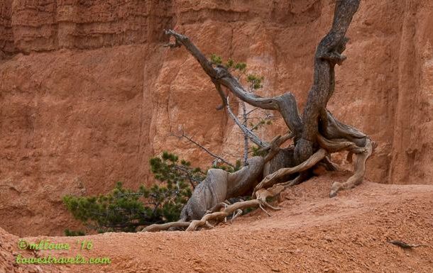 Bristlecone Pine Tree