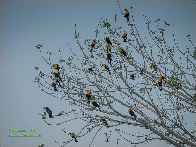 Yellow-headed blackbird