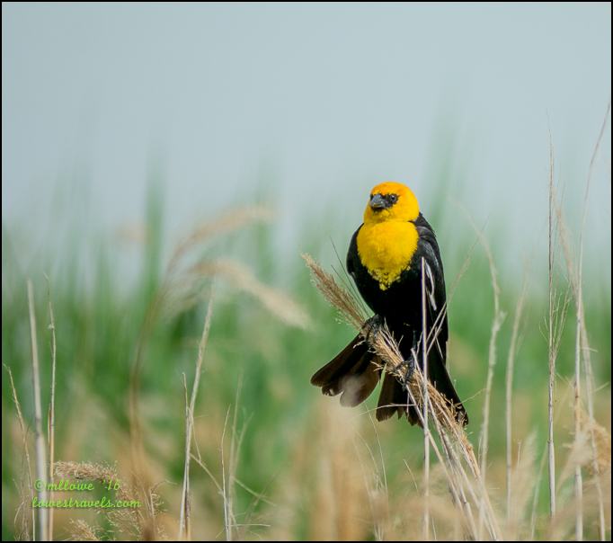 Getting caught up at Utah Lake State Park – Provo, Utah