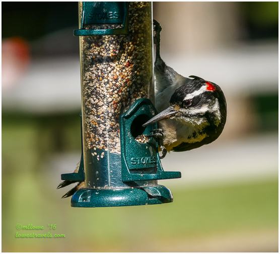 Hairy Woodpecker