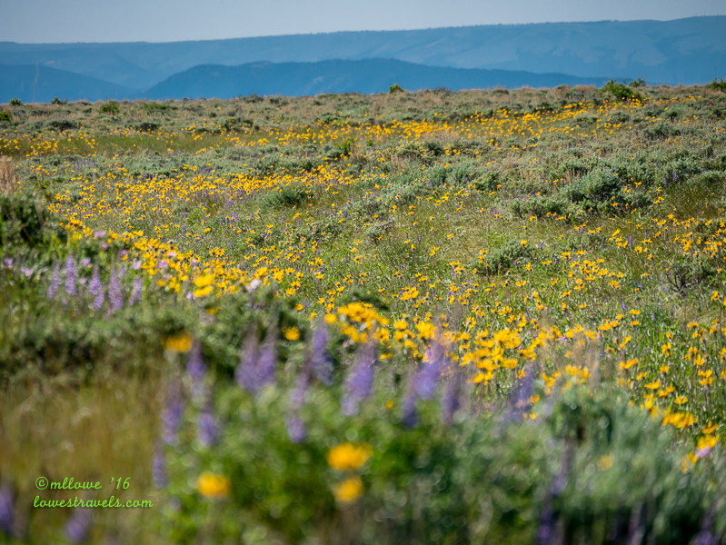 2016-06-19-UT-1310905