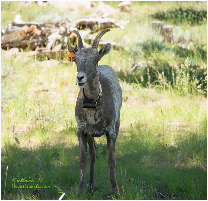 Big Horn Sheep
