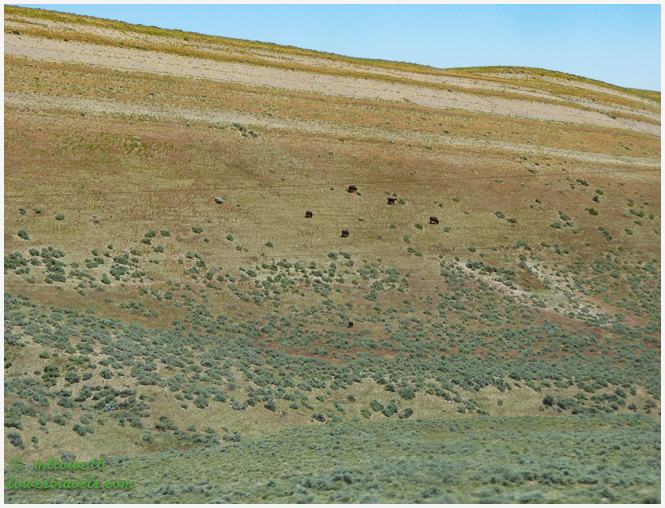 Cows on the hillside